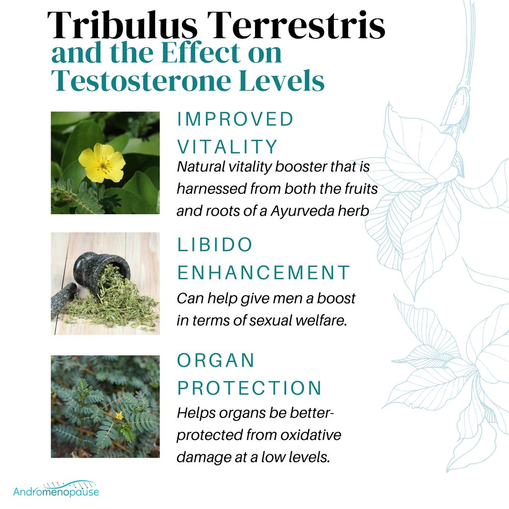 andromenopause's tweet image. Men over 50 can feel a decline in their youth due to natural aging. Thankfully, there are more than just a few solutions men can look to to reclaim that old spark of masculine vitality; #tribulusterrestris is one of the best examples.

andromenopause.com/tribulus-terre…