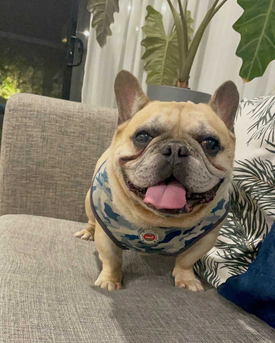 gangbadoy's tweet photo. Good night Thursday people! 💜
#JusticeTheDog
#NotAPug 😬 https://t.co/snNGVgJ7UP