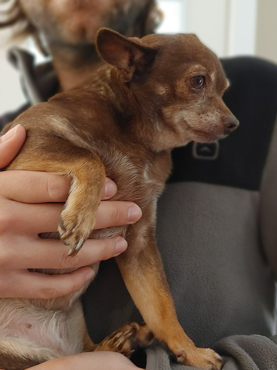 manning_haley's tweet photo. I'm a day late for #InternationalPuppyDay  but I can't miss a chance to post about these two pups! Cuddles the #Chihuahua and Kona, the sweetest little guy from Costa Rica 🥰 https://t.co/OEsO6EEhYK