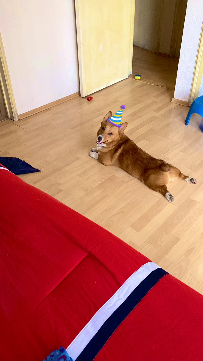 Hoy este ser mágico, siempre sonriente y en pose de pollito rostizado, cumple 1 año. Happy bday al perrito más cool de la galaxia!!! #ElCheto 🎉