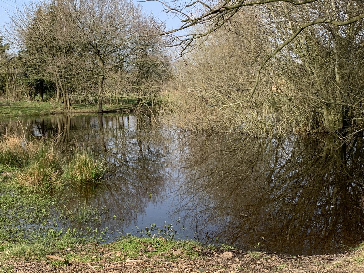 Hedgerow_honey's tweet photo. I may not be able to do much with bees whilst recovering from surgery but itslovely sitting in the sunshine in our fabulous workshop grounds with a cup of tea & a good bee book! #beekeepersofinstagram #beefarmingapprentice #beautifulday #localhoney #lovebees #lovecountryside https://t.co/x6MIaa51M8