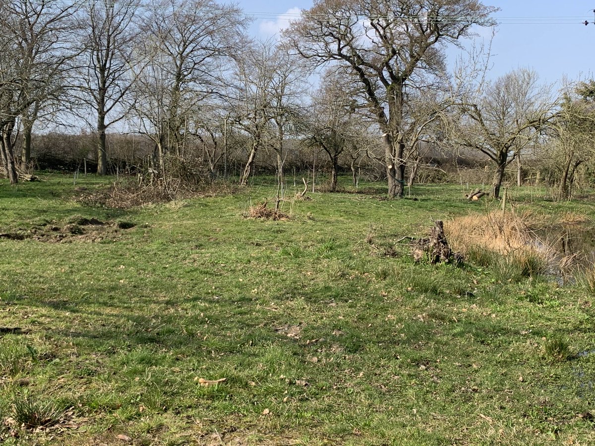 Hedgerow_honey's tweet photo. I may not be able to do much with bees whilst recovering from surgery but itslovely sitting in the sunshine in our fabulous workshop grounds with a cup of tea & a good bee book! #beekeepersofinstagram #beefarmingapprentice #beautifulday #localhoney #lovebees #lovecountryside https://t.co/x6MIaa51M8