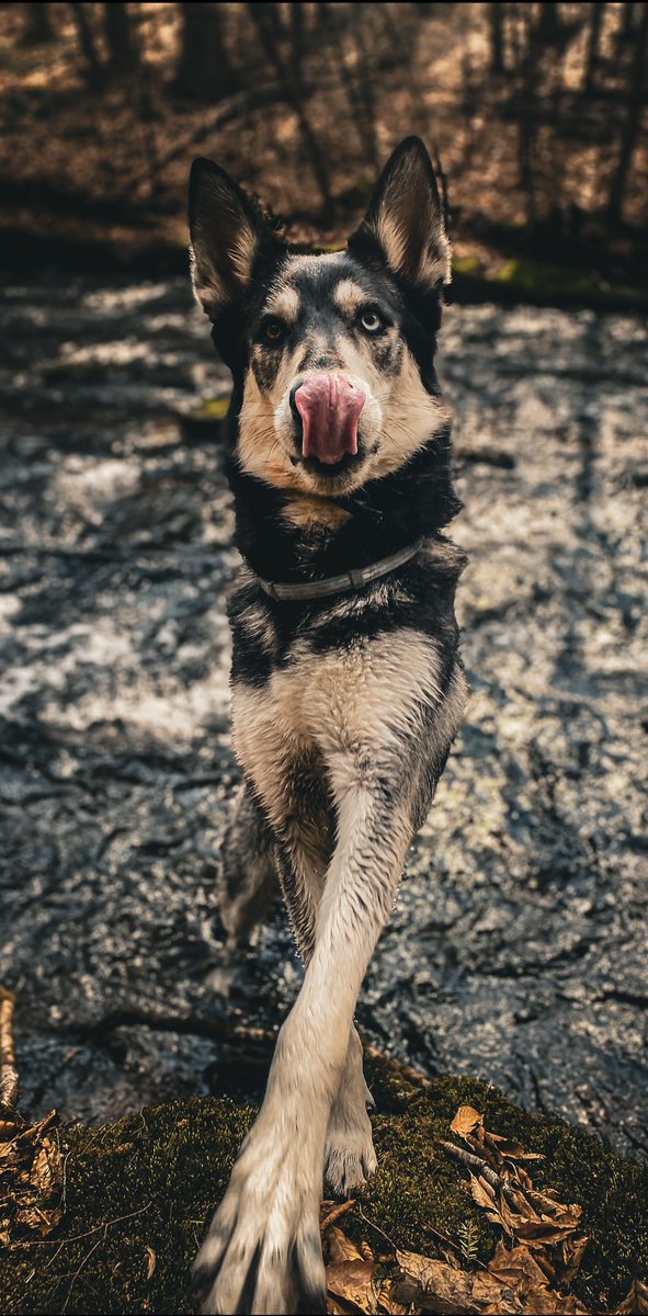 #PhotoChallenge2022March day 24 : nose art ! I call this piece “The hidden nose” #twitterdogcommunity #dogtwitter