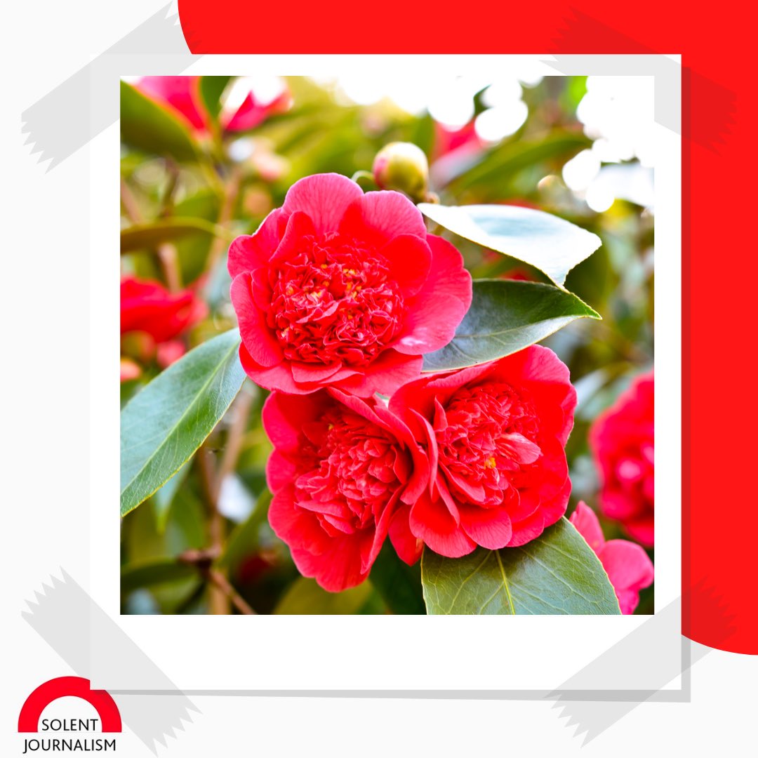 Ways to celebrate Mother’s Day in Southampton 

<a href="/Bianca_Bie_/">Bianca Capatina</a> has the story.

Read on our website: solentjournalism.co.uk/ways-to-celebr…