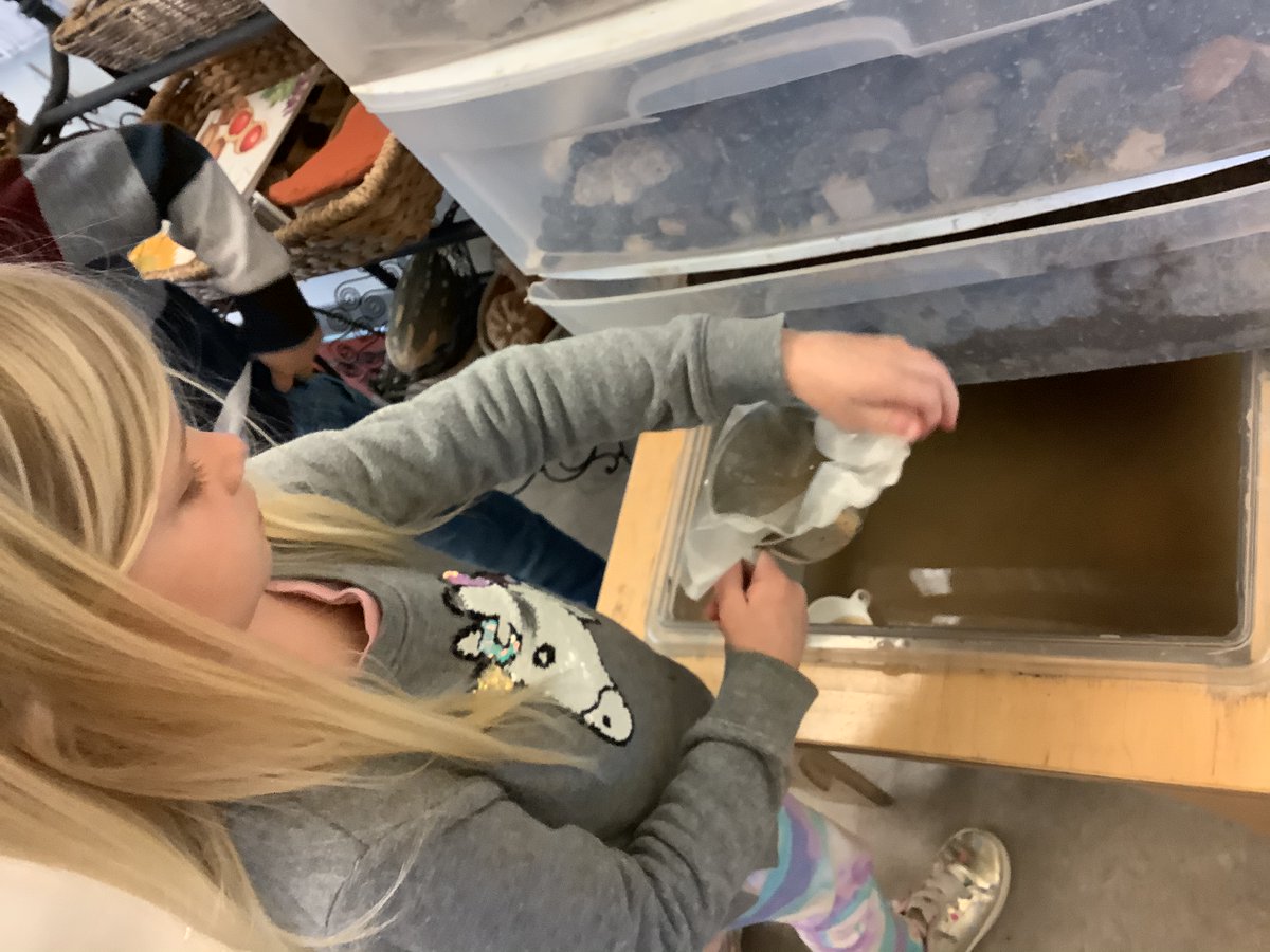 JBrentECE's tweet photo. #WaterInquiry Coffee filters, strainers & fabric.
L: Now it’s working! Look!
C: I’m gonna push the filter in and the dirt will stick to it.
M: If I scoop some out with the filter there, then I’m gonna pour it in the other one with another filter.
E & N: Let’s use 5 filters. https://t.co/0rICOaAqJT