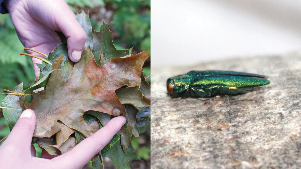 Invasive Species Ctr tweet media