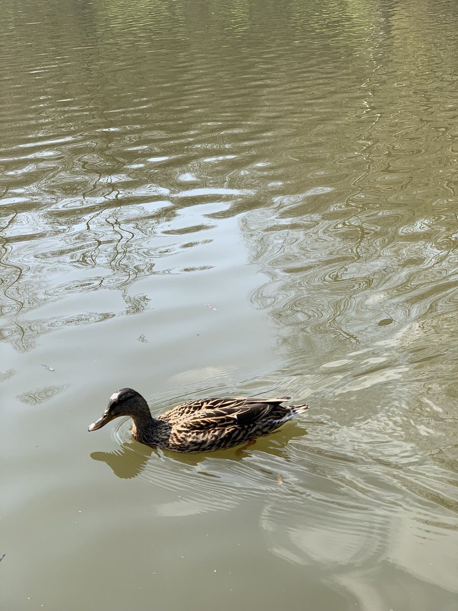 Sarah_C_Stokes's tweet photo. After months of immobility Iโm slowly introducing short walks a few times a week. The benefits of #greenexercise on #wellbeing canโt be over emphasised. The bigger the setback the bigger the comebackโฆ but something is better than nothing! #findyouractive #pacing #wellbeinghour https://t.co/vRjLvz68YV