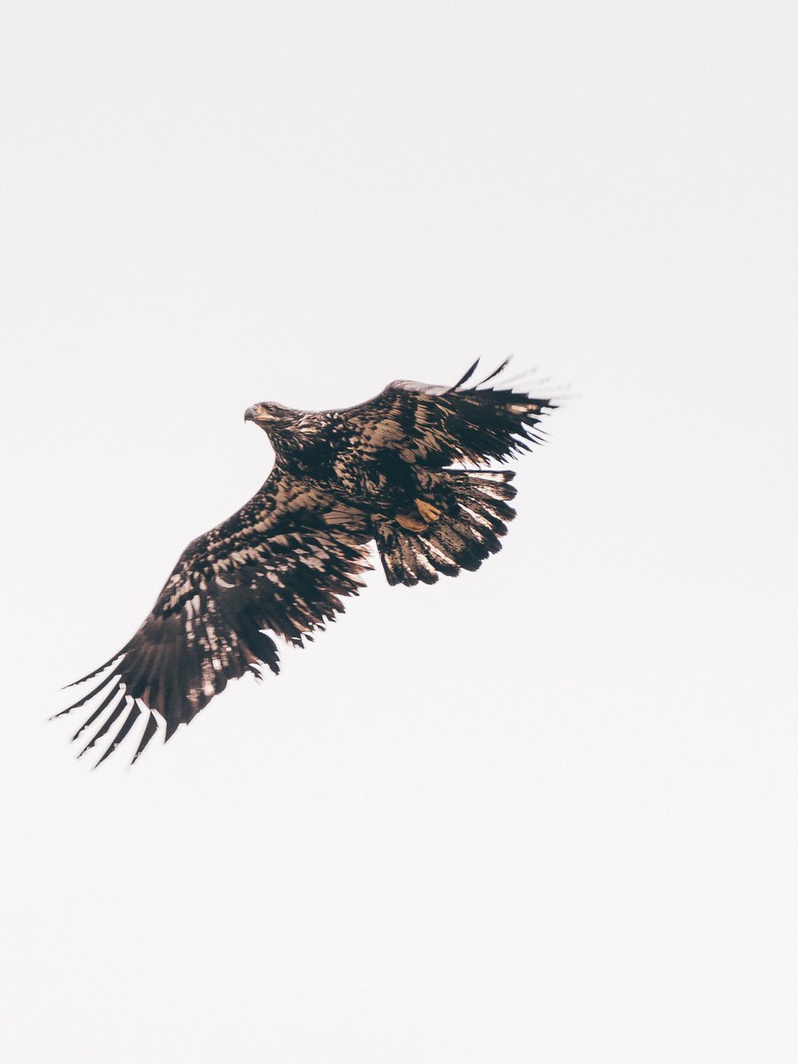 Gm, here’s a juvenile bald eagle. I named him Roger :)