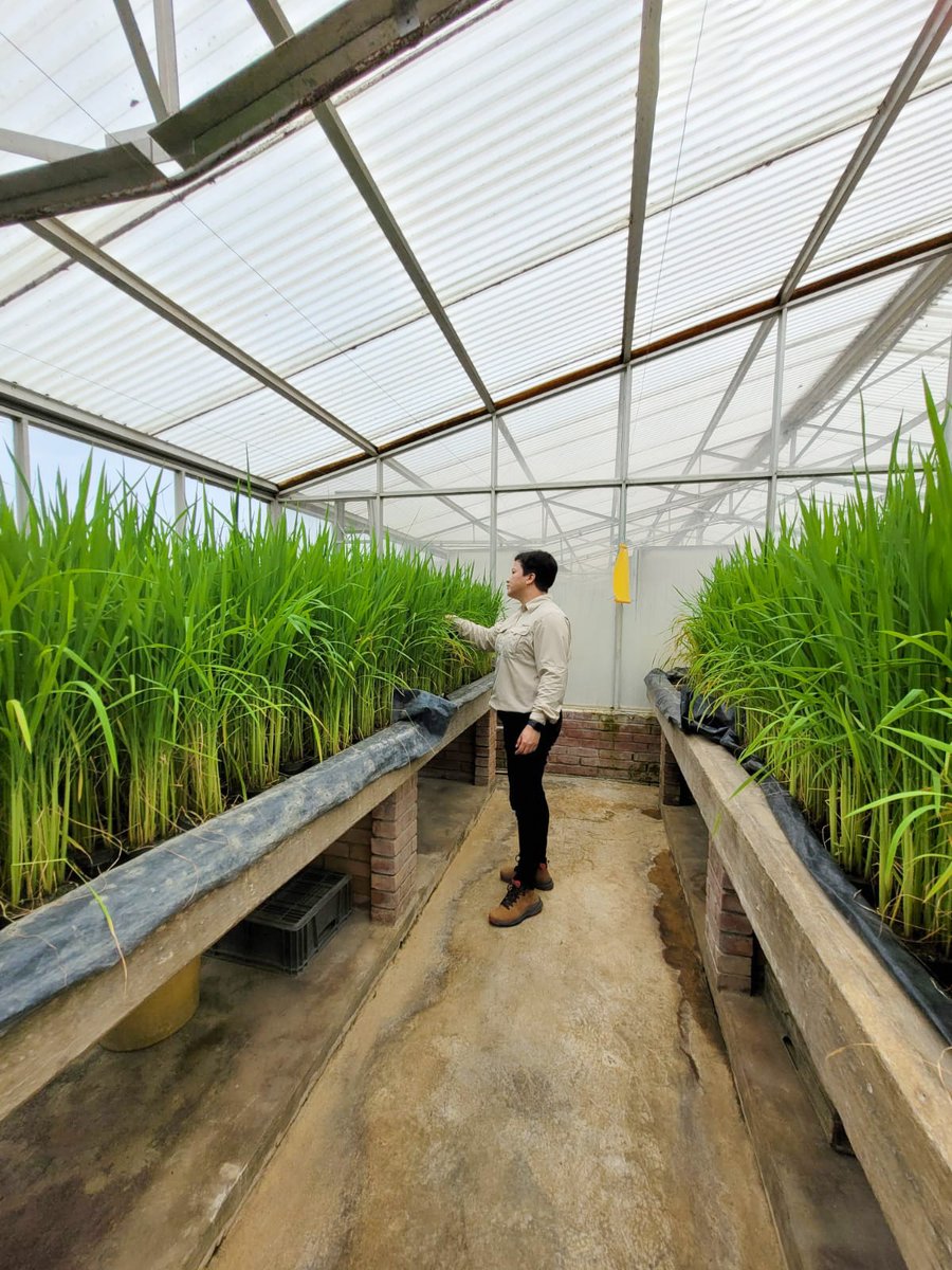 Le damos la bienvenida a la ingeniera agrónoma Yatzari Ortíz (<a href="/yortiz_ortiz/">❦★𝒴𝒶𝓉𝓏𝒶𝓇𝒾 ℒℯ𝓈𝓁𝒾ℯ𝓈 𝒪𝓇𝓉𝒾𝓏 ★❦</a>), profesora y fitopatóloga de la <a href="/UNIVERSIDAD_PMA/">Universidad dePanamá</a>🇵🇦, quien llega a <a href="/arrozFLAR/">FLAR🌾🍚</a> para desarrollar su trabajo de investigación del doctorado en protección vegetal que cursa en la @UNALSedePalmira en 🇨🇴