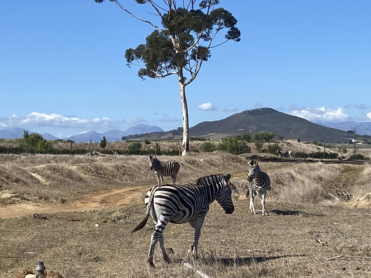 Richard Siddle tweet media