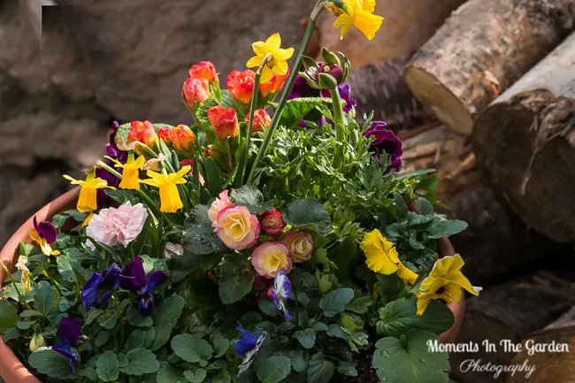 MomentsintheG's tweet image. Another spring themed container.  I particularly like a new begonia variety that I picked up from the Greenery plus some double primroses along with pansies and daffodil.  #springcontainer #springflowers  #containergardening #momentsinthegardenphotography #greenerykelowna