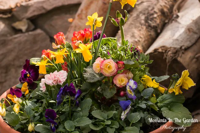 MomentsintheG's tweet image. Another spring themed container.  I particularly like a new begonia variety that I picked up from the Greenery plus some double primroses along with pansies and daffodil.  #springcontainer #springflowers  #containergardening #momentsinthegardenphotography #greenerykelowna