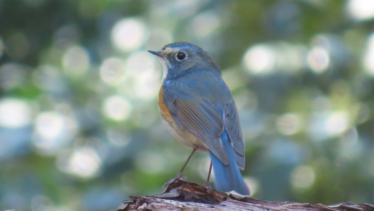 pastirica's tweet photo. A young male red-flanked bluetail (Tarsiger cyanurus): 

#BirdsSeenIn2022 #wildlife #nature #birder #birdtonic #birdwatching #birdphotography https://t.co/VK5usOigBj