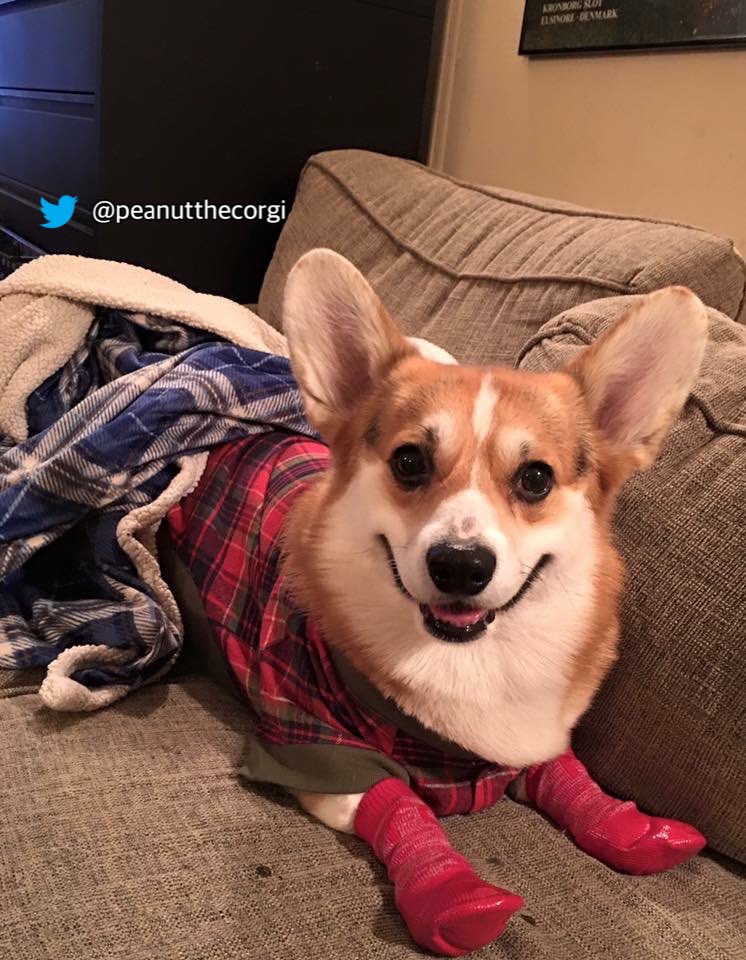 What happened to #Spring ? It’s cold, wet and windy! Decided to snuggle in Jammies on the Couch! #dogs #Corgi #CorgiCrew #babyitscoldoutside #ThrowbackThursdays #DogsofTwittter #twitterdogcommunity #pets #dogsofinstagram #dogslife #cutenessOVERLOAD