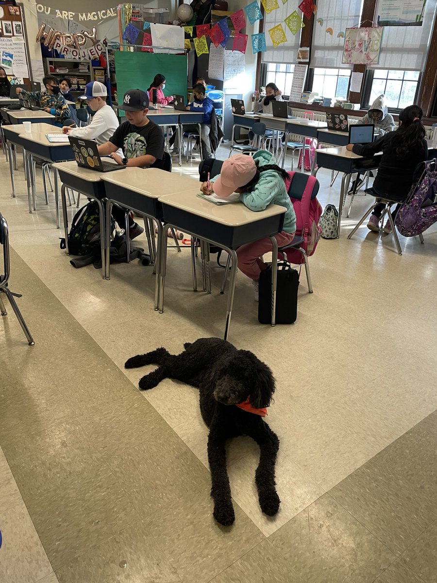BrandonBeckEDU's tweet photo. Our @Muttigree dog has officially become more popular than me with students! Her impact has been incredible. 
The student leaders @OssiningSchools have been on 🔥🔥🔥with their innovative ideas and energy. 

❤️ It takes a village…but it’s worth it

#ThePowerOfThePup
#UUPotential https://t.co/KJHwZBHf6d