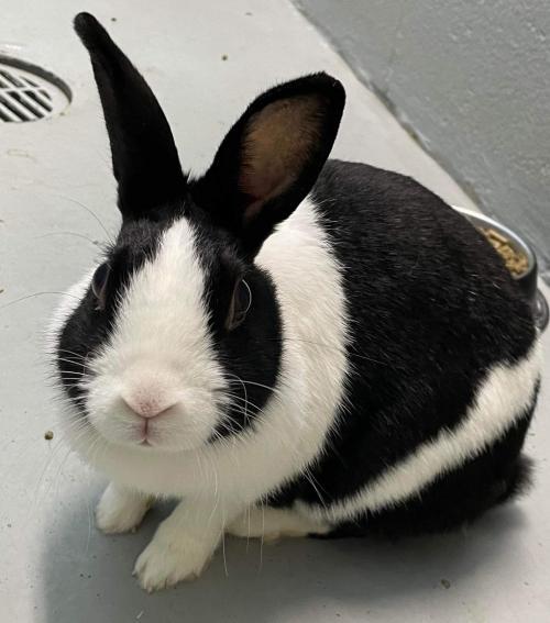 AdoptableBuns's tweet photo. Oreo Bunny: Not at the shelter is an adult Rex from #Rustburg, VA. https://t.co/otQ6jbgVBD https://t.co/gBQveFDDnu