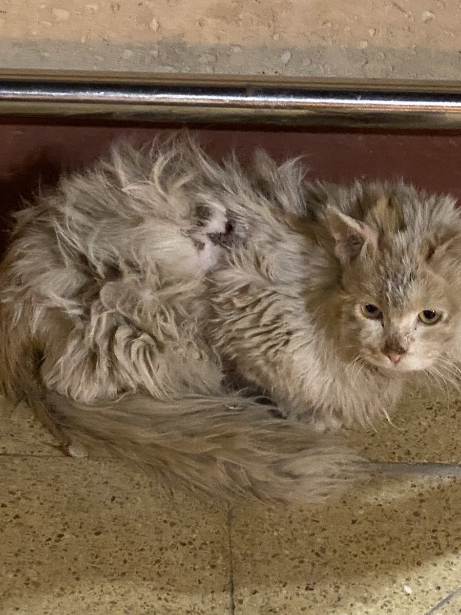 عاجل ⛔️
طلب انقاذ 🐈

نوع القط: للاسف منزليه 
العمر: واحد كبير وواحد صغير 
الجنس: غير معروف
الحالة الصحية: فيها جروح في ظهرها وسوء تغذيه جوع واضح وجحيم الشارع 💔

المدينة: الرياض
تواصل : <a href="/17the94/">Alaa</a> 
ملاحظه: القطط موجوده عند السلام مول في الرياض عند بوابة ٢