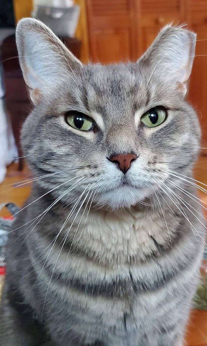 JayWest718's tweet photo. King Tim #CatsOfTwitter #Caturday #Catwoman #catdad #handsome #KingTim👑 https://t.co/ATHYuj4zov