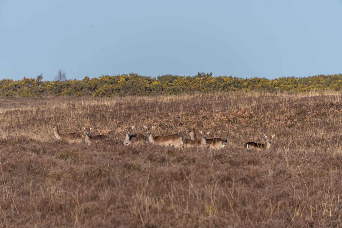 The New Forest wildlife enjoying the sun today! 

#spring #sunshine #newforest #weather #nature #hampshire #appicoftheweek