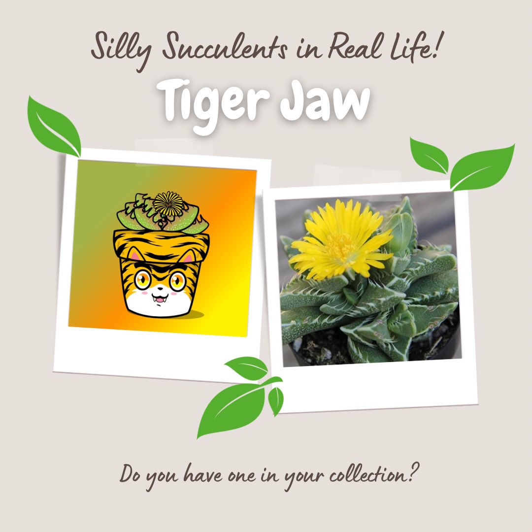 Although this ferocious looking #succulent does have “fangs” they are soft and used to collect moisture. 

Do you have a Tiger Jaw Silly Succulent #NFT in your collection? Find it here: 

opensea.io/collection/sil…

#NFTCollection #PolygonNFT #digitalart #growwithus
