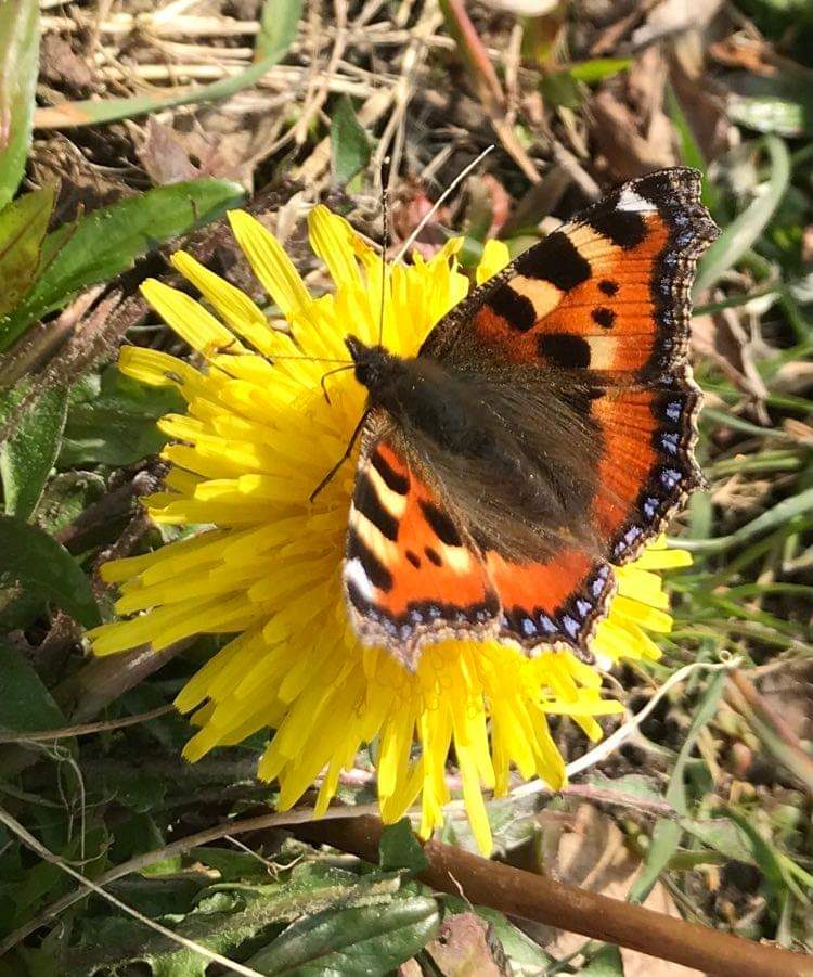 Please let dandelions grow. They are so important for our pollinators, particularly at this time of year.