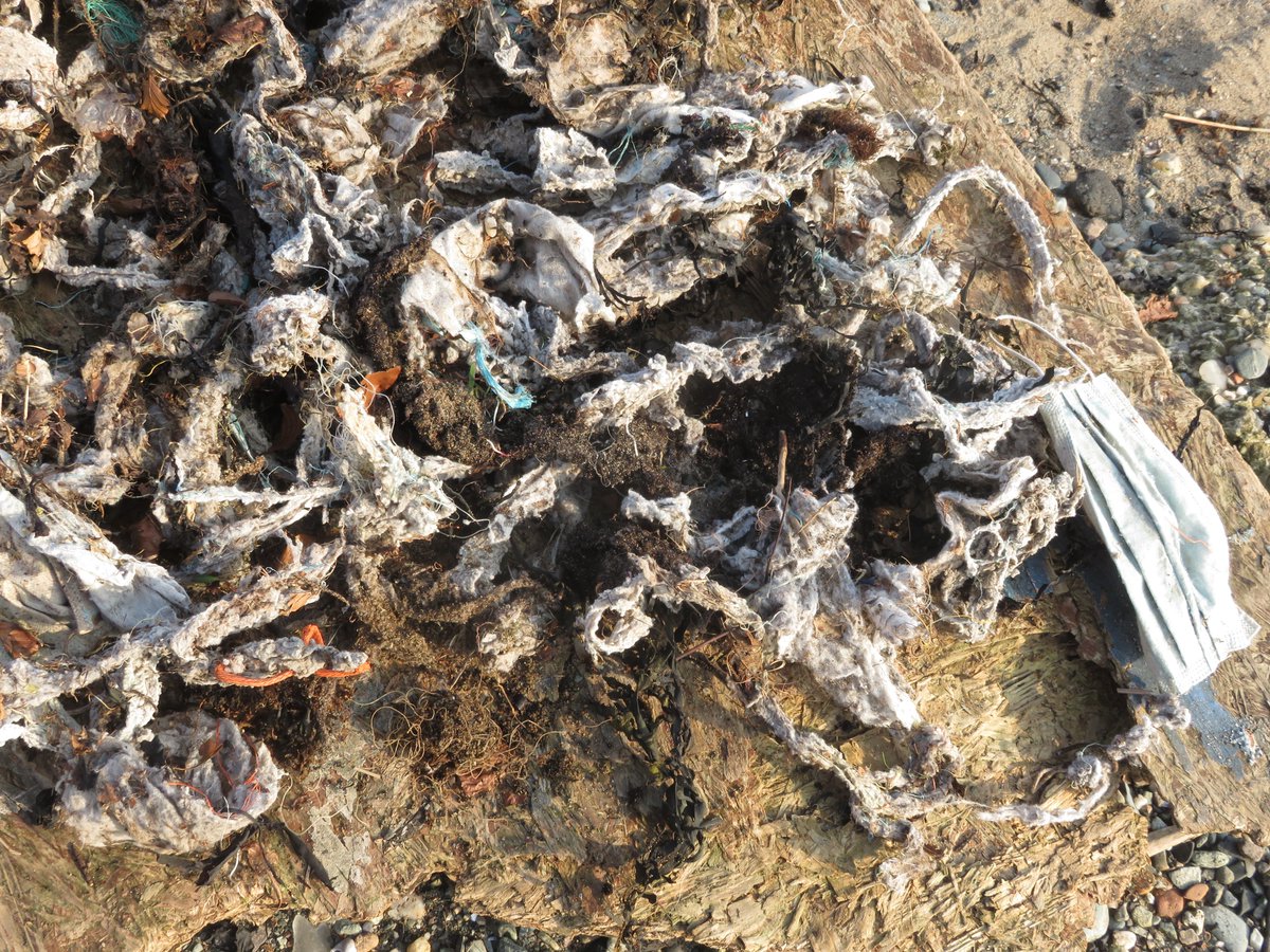 PFHelensburgh's tweet photo. At the beach between the Clyde Offsite Centre and Rhu Marina. I counted 128 wet wipes, 2 disposable masks, 3 glass bottles, 3 cans, 2 plastic bottles, rope, fishing line. I only had an hour so still lots of microplastic for another day.
#MiniBeachClean #binthewipes #jointhewave https://t.co/KXFgrfmszX