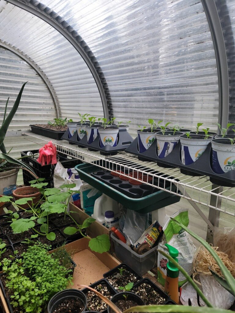 🌿 The Garden House #urbangarden update!!! Pak/bok choy is about ready to make its way to it’s forever home in our garden! These guys grew fast and will supply a lot of food to our local #community! 

🌿 Want to #growwithus? Purchase one of our #nfts! 

opensea.io/collection/sil…