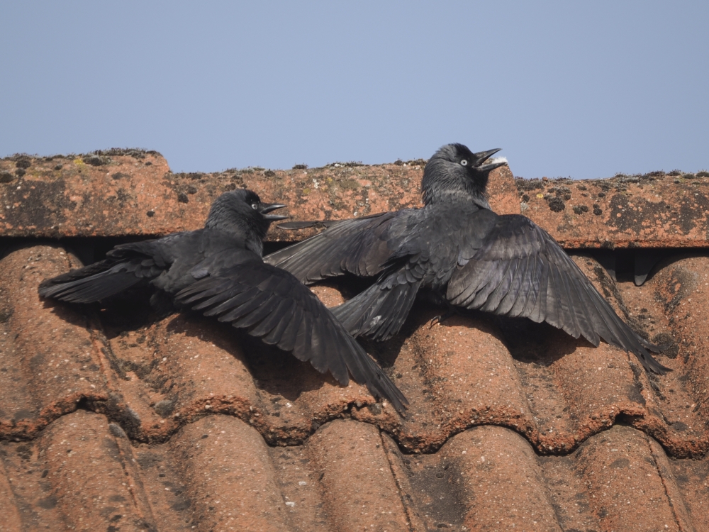 TwiePie's tweet photo. Twee #Kauw aan het #zonnen

#Western_Jackdaw #Coloeus_monedula
#vogels #birds #birdsofinstagram #bird #nature #naturelovers #naturephotography #natuur #natuurfotografie #natuurfotosnederland #natuurmonumenten #vogelfotografie #volgdenatuur  @VroegeVogels  @vogelnieuws https://t.co/JUcp0xaShq