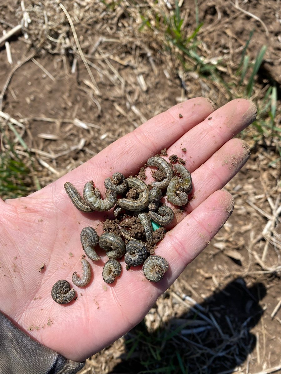 A friend just sent me this... Check your wheat and alfalfa!! South central KS.