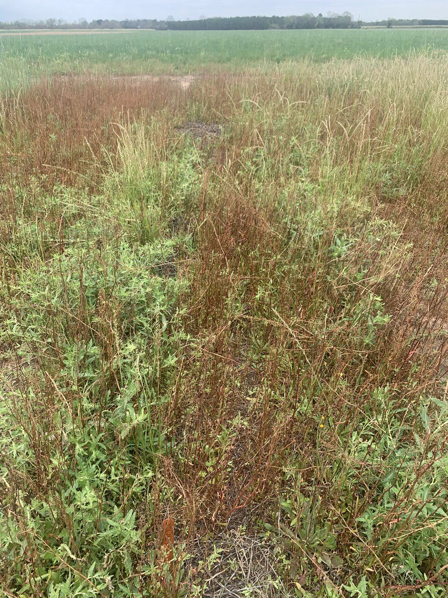 Audrey Gamble tweet media