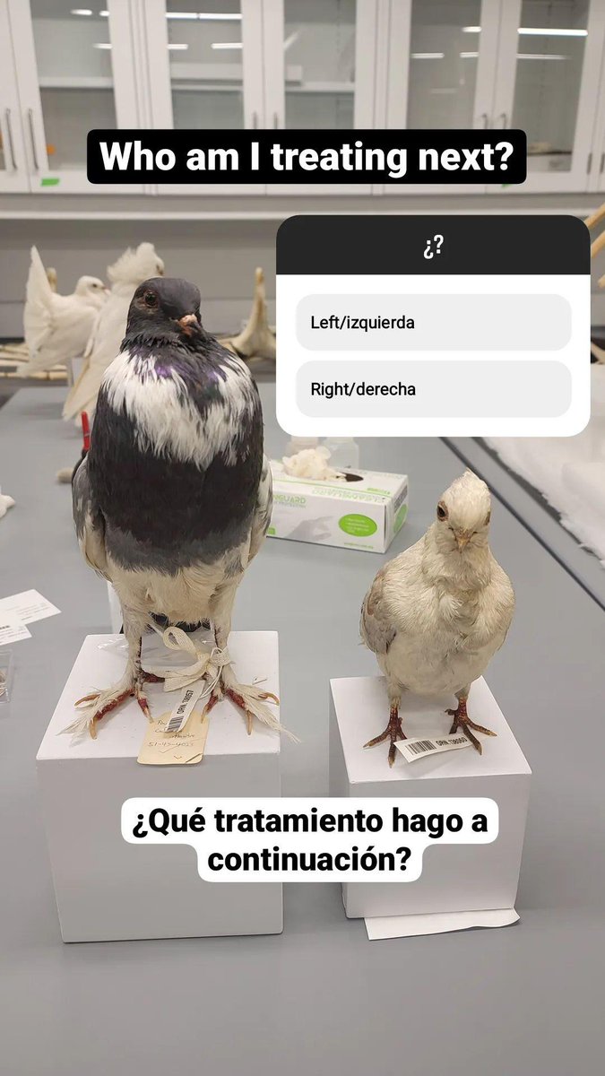 Dr. Mariana Di Giacomo tweet media