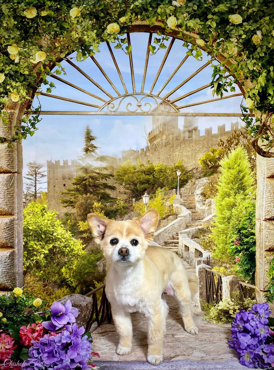 Gotta post Sonny’s spring pics