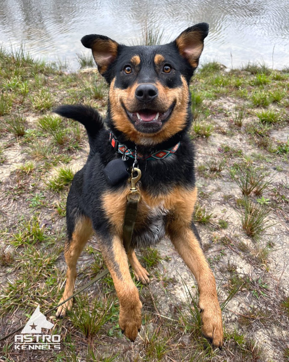 astrokennels's tweet photo. If we had to describe the word "happiness" by using a picture, it would look like this: 
#astrodog #leaderofthepack https://t.co/bduN7L7Cfc
