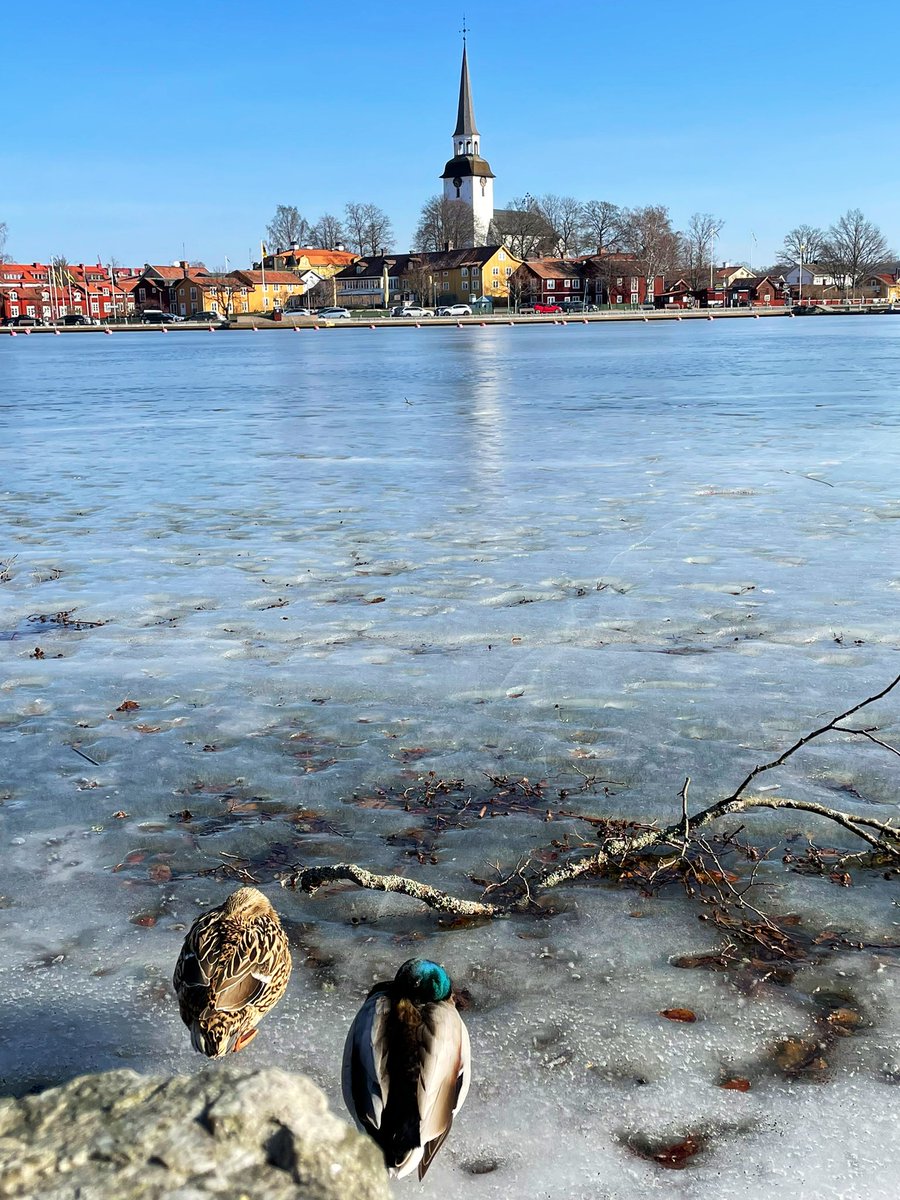 chaosmacken's tweet image. 🏰🦆🪟