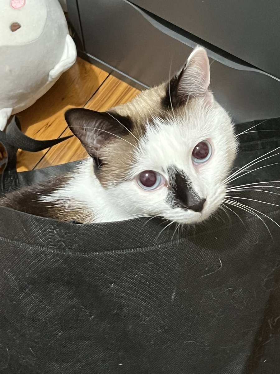 mocher69's tweet photo. Cat behaviour https://t.co/MWsaSy4wEo