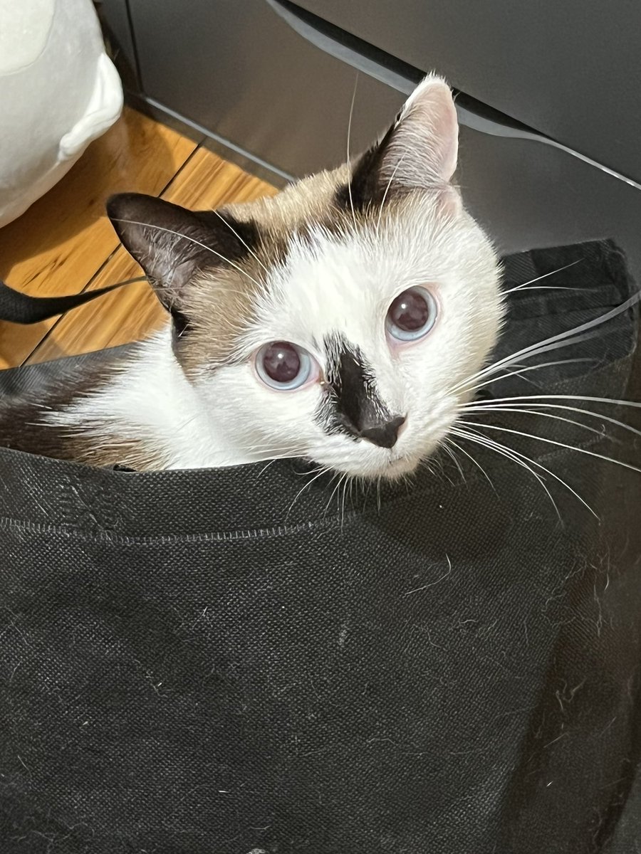 mocher69's tweet photo. Cat behaviour https://t.co/MWsaSy4wEo