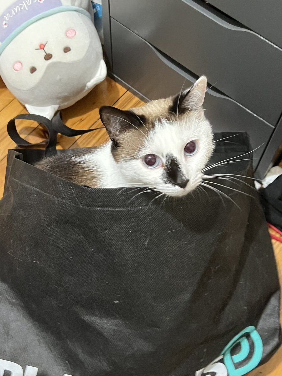 mocher69's tweet photo. Cat behaviour https://t.co/MWsaSy4wEo