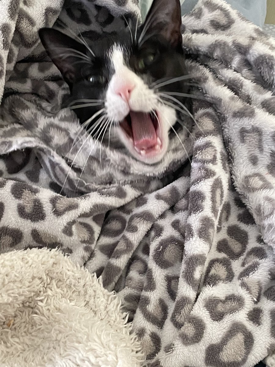Can you hear me now?
#CoolCats #funnycats #bekindalways