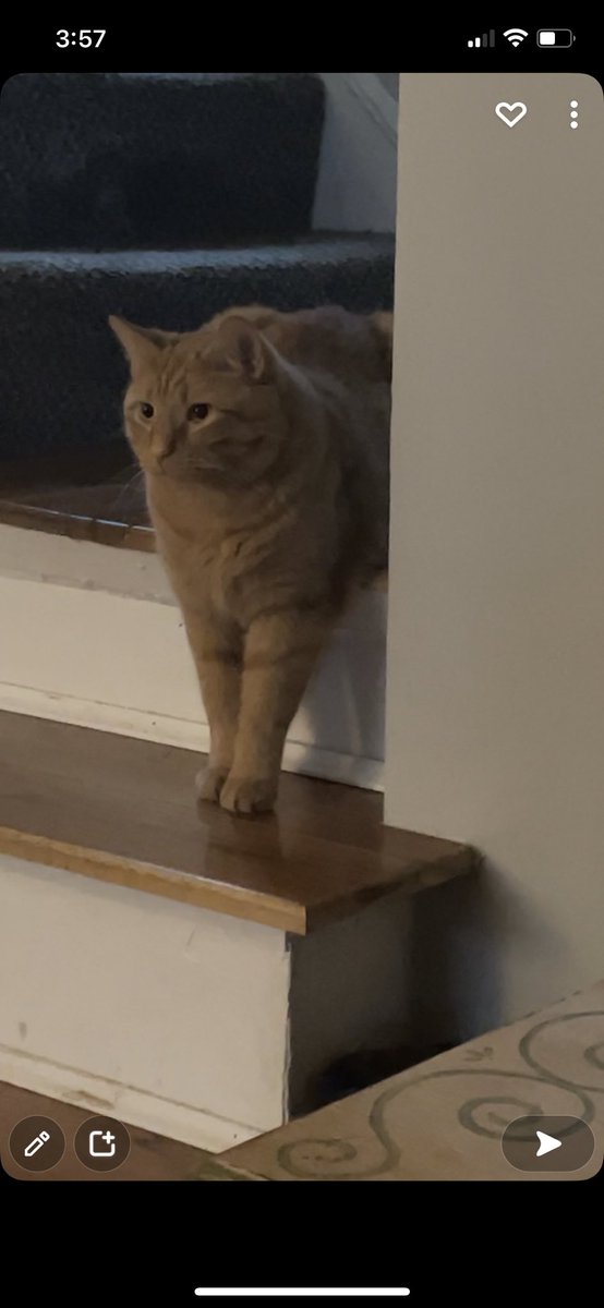 JustMeAngieV's tweet photo. @whoahannahjo My roommates cat sits (lays?) like this regularly https://t.co/shrKUkdEsQ