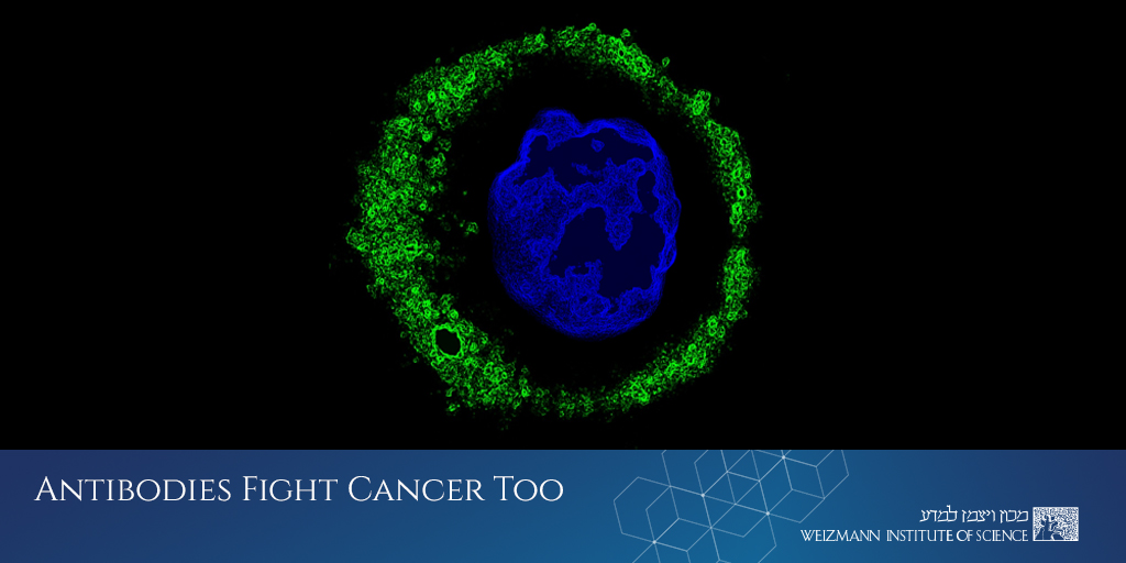 A new Weizmann Institute study, published in Cell, paves the way toward an immunotherapy for cancer that will exploit a different, previously unused immune system weapon: naturally produced antibodies &gt;&gt; bit.ly/antibodies-tw