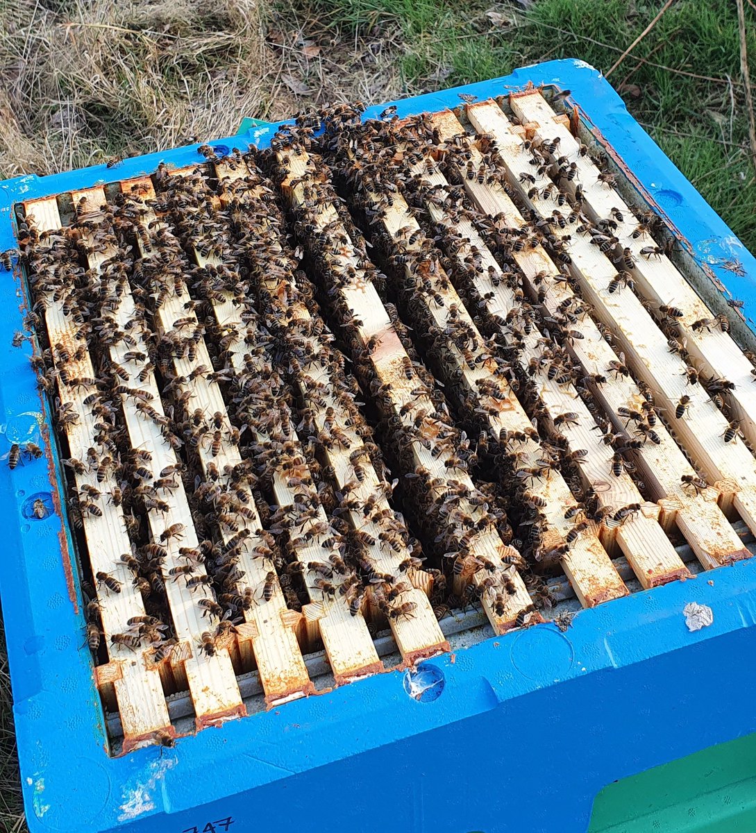 covehoneybees's tweet photo. Most of my hives at this site are on 8 or 9 frames of bees with adequate stores. Might even have to take a few frames out each hive in a few weeks to give the queen some more laying space, or add some supers or another brood box
#honeybees #beefarming #pollinators #Scottishbees https://t.co/QCbSMD0GI6