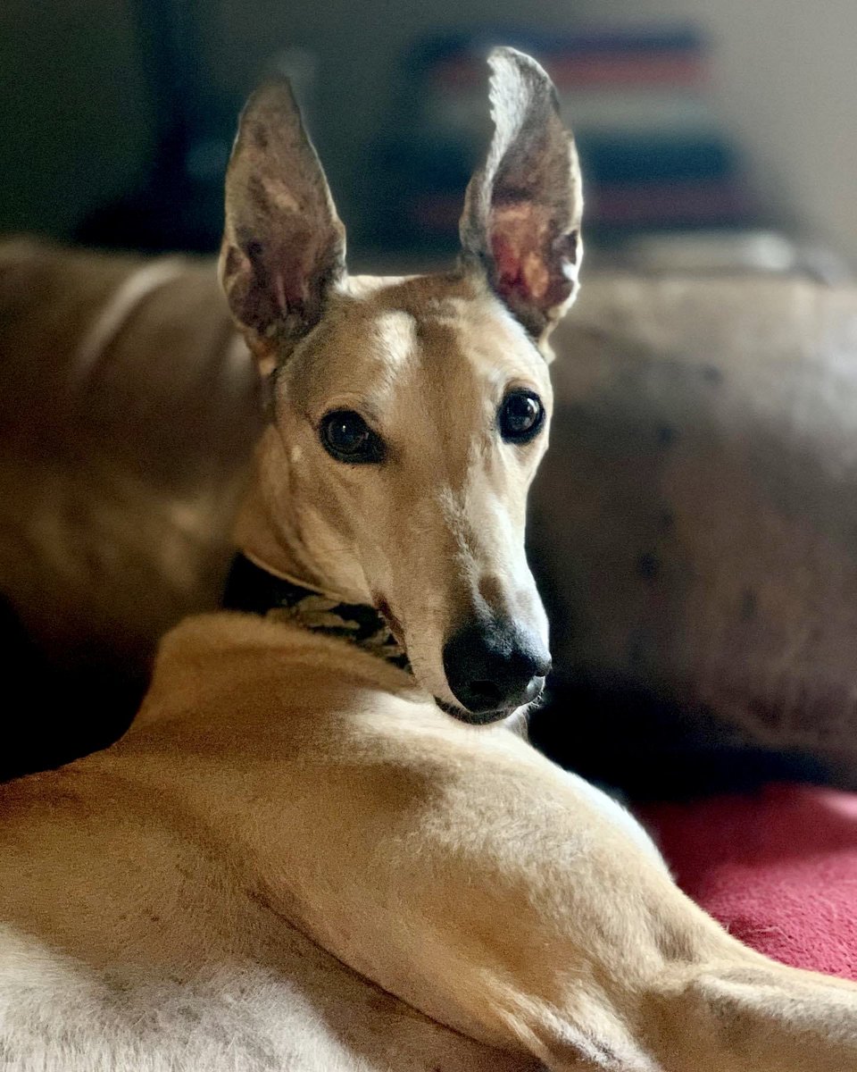 TRock00's tweet photo. @marshallpruett Not driver names, but race inspired. Meet retired racing greyhounds, Cosworth and Turbo. The fastest 45MPH couch potatoes you’ll ever meet! 😂🏎🏁 https://t.co/qNzVHc48HC