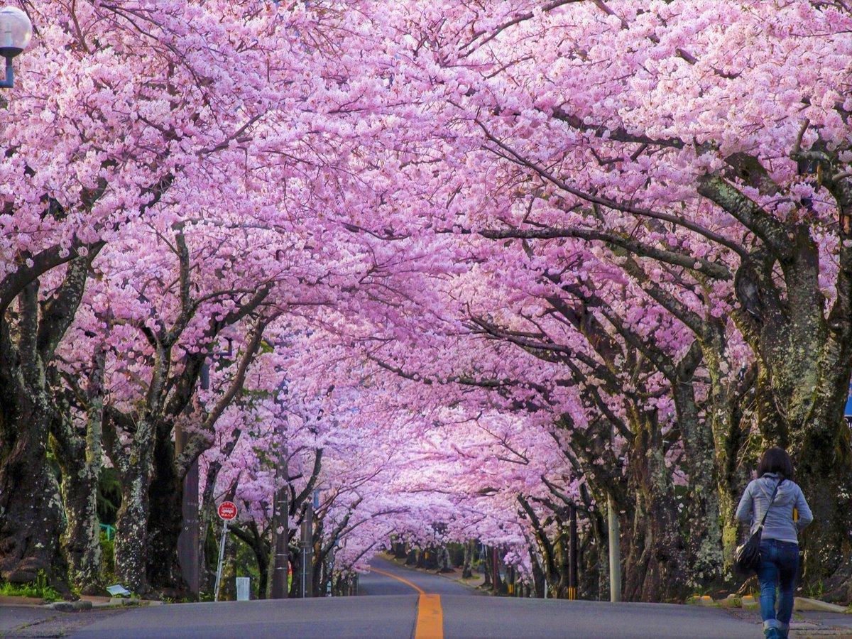 Sakura8164's tweet photo. As you scatter and leave, we’ll wait for your return. In next year’s spring, a life that is renewed.
#SAKURA
#Japansoon https://t.co/HbzzdDhxwx
