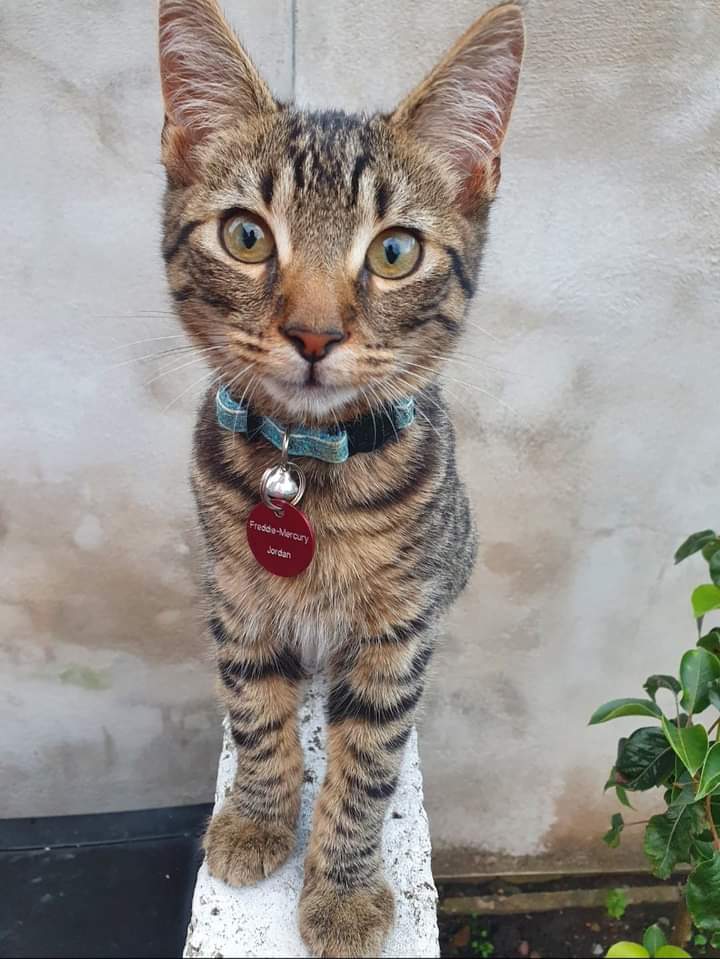 JohnDaffern2's tweet photo. Until we know what has happened to Freddie-Mercury the search for information continues. My mum searches the streets daily, day & night posters are in surrounding areas #Mapperly #Carlton #Arnold #Sherwood #StAnns. So please if you have any info let us know #Nottingham https://t.co/cK4ha8EqJ4