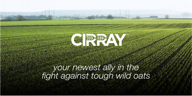Bayer4CropsCA's tweet photo. Introducing NEW Cirray™ herbicide – featuring a unique Group 1 combination bringing unmatched control of stubborn wild oats in your spring wheat and barley. 🌾 https://t.co/XxeSLToL7m https://t.co/nQSE8NvNIy