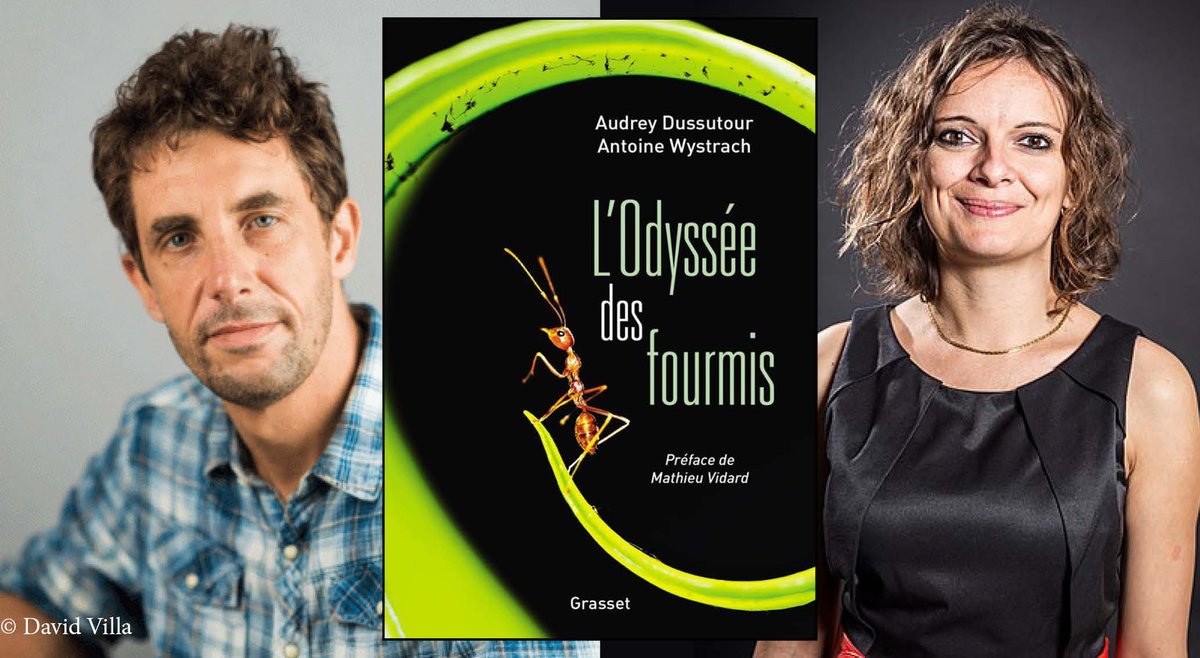 ⏰ JEUDI 21 AVRIL À 18H Rencontre avec Audrey Dussutour et Antoine Wystrach à l’occasion de la parution de « L’Odyssée des fourmis », aux @EditionsGrasset. Les infos → bit.ly/3iQ1QTb #ombresblanches #odysséedesfourmis