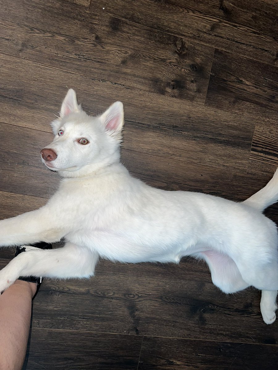 princessashleiv's tweet photo. Just a day late on National Puppy Day, donโt mind me! #MeetLuna https://t.co/9LHteQab9n