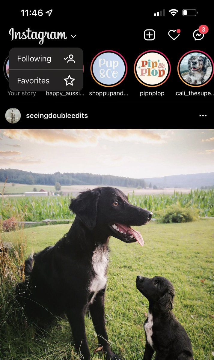 I got the Following &amp; Favorites feed options in my Instagram account this morning. YEESSS 🙌🏻🫶🏻 #twitterdogcommunity
