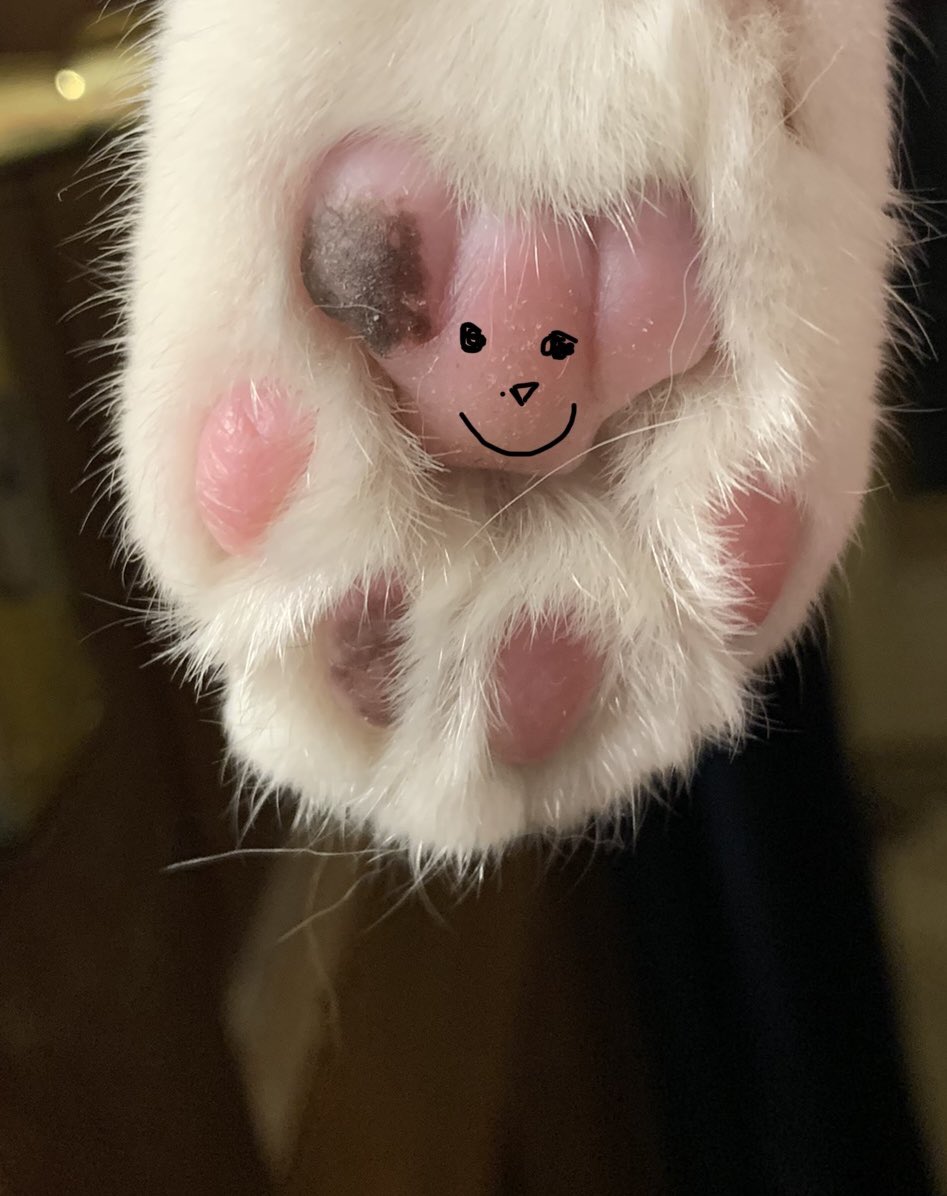 merseyview's tweet photo. Truckโs teddy bear beans #kittybeans #beans #teddybeans https://t.co/CNcMVammrS