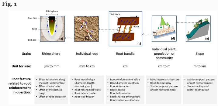plantandsoil's tweet photo. "Root reinforcement models: classification, criticism and perspectives" read this interesting review here: https://t.co/ISZxzm0Fga
#PLSO #rootreinforcement #RRmodel https://t.co/ZcudhFKvb1